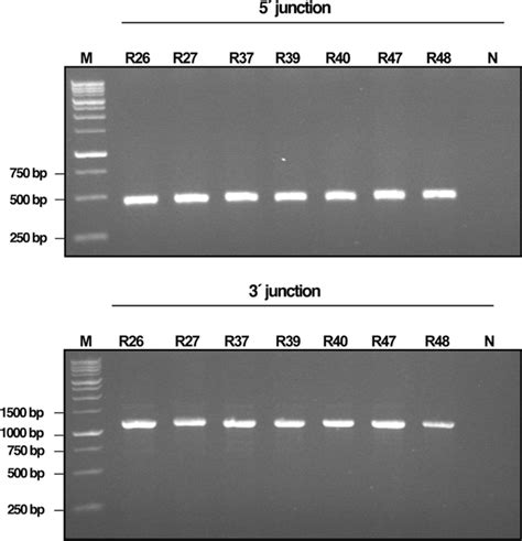gel electrophoresis results|Gel electrophoresis (article) .